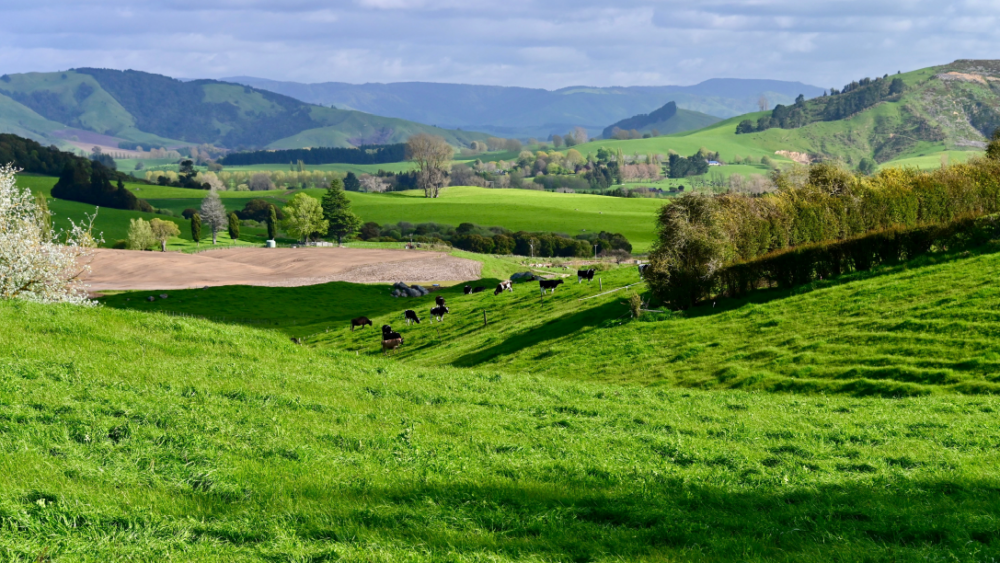 Rolling hills, with cows in the distance