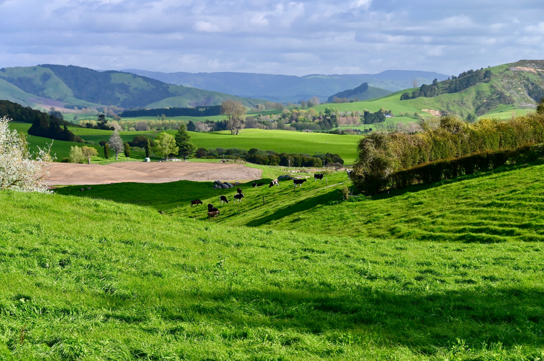 Rolling hills, with cows in the distance